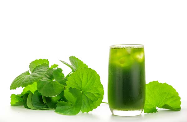 Kỹ thuật trồng rau má trong thùng xốp điểm 10 chất lượng - Agri.vn