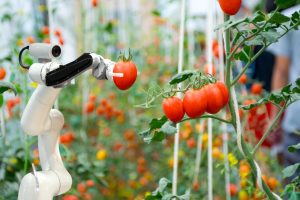 Robot thu hoạch sản phẩm trong trồng trọt 