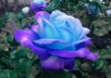Trồng cây hoa hồng xanh
