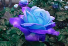 Trồng cây hoa hồng xanh
