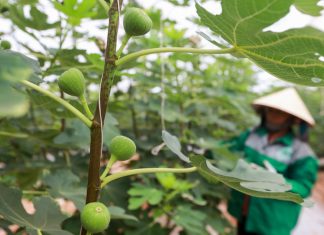 Cây sung mỹ - cơ hội làm giàu cho nông dân