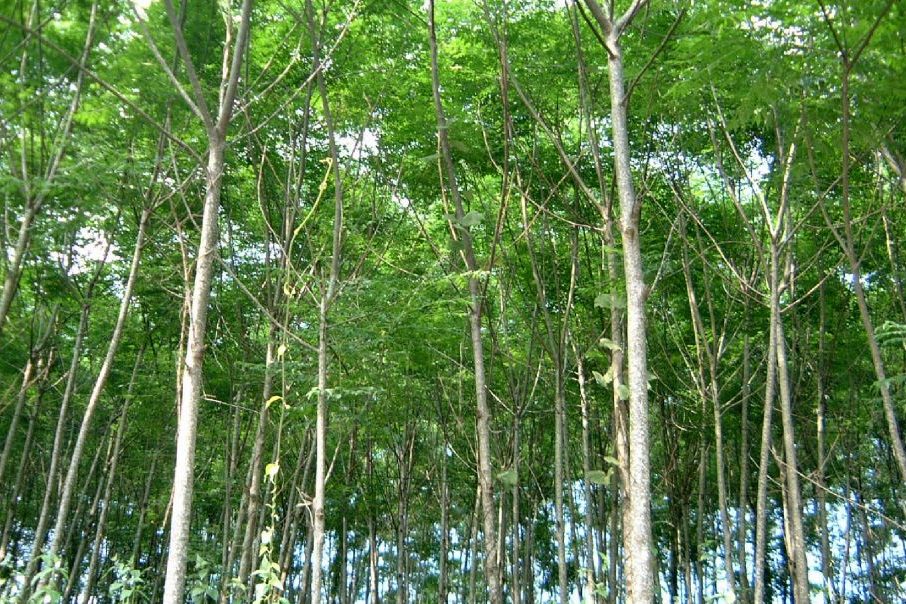 Mô hình lợi ích kép Rừng gỗ lớn  ThienNhienNet  Con người và Thiên nhiên