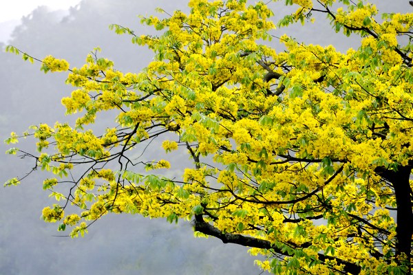 Cách chăm sóc cây mai vàng từ tháng 11 đến tháng 12 âm lịch Hoa-mai-v%C3%A0ng-n%E1%BB%9F-r%E1%BB%99