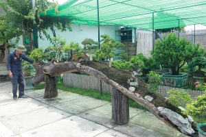 kỹ thuật tạo bonsai