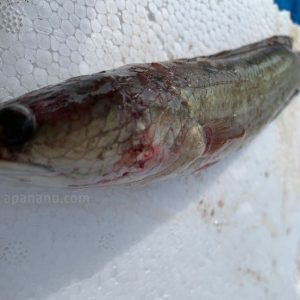 kĩ thuật nuôi cá lóc