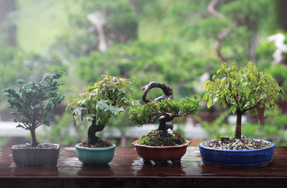 kỹ thuật chăm sóc cây bonsai