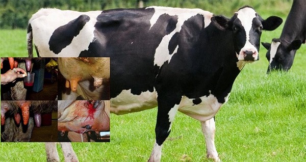 Bệnh thường xảy ra ở trâu bò trong thời kỳ sản xuất sữa
