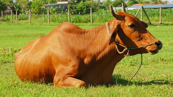 Trâu bò sinh sống với điều kiện khí hậu nhiệt đới gió mùa nước ta rất dễ bị bệnh
