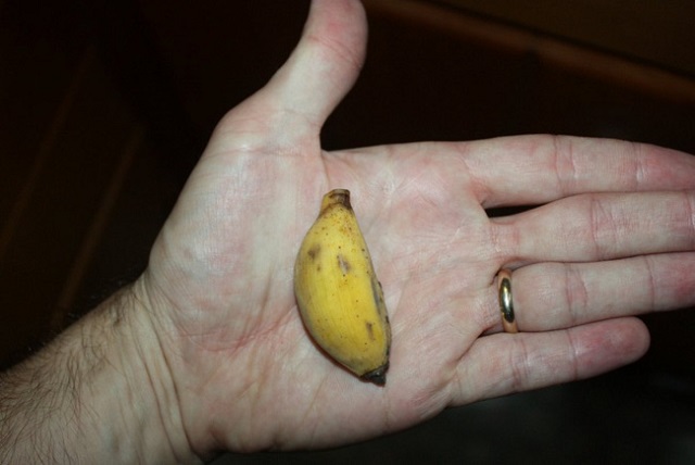 Đây là một trong những loại chuối có kích thước nhỏ nhất trong họ nhà chuối