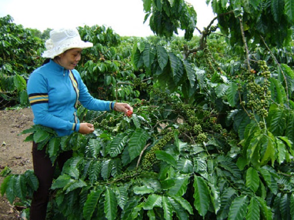 Tỉa cành cho cây cà phê trong mùa khô là việc rất cần thiết