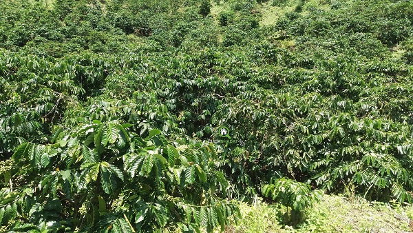 Nhu cầu phân bón của cây cà phê vào mùa khô tương đối cao