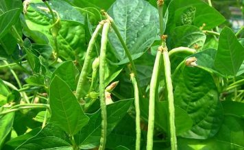 Chi Tiết Cách Trồng Đậu Đũa Mang Lại Năng Suất Cao
