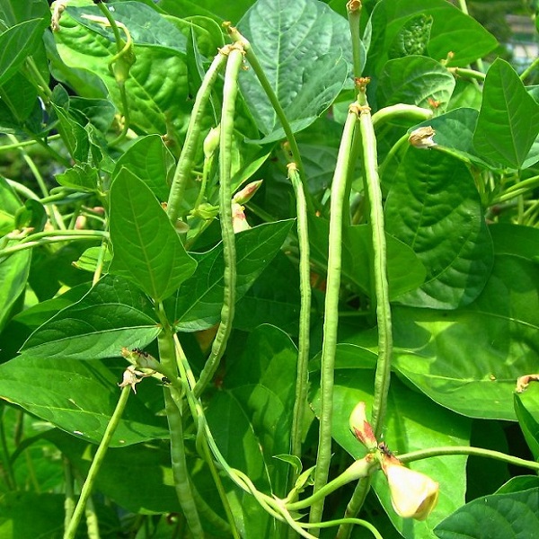Cách trồng đậu đũa bằng hạt sai quả ít sâu bệnh