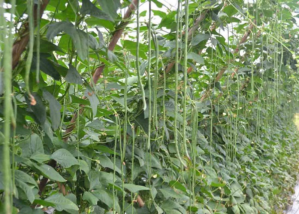 Trồng đậu đũa hiện tại là hình thức trồng trọt ngắn ngày mang đến lợi nhuận cao