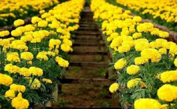 Hướng Dẫn Cách Trồng Hoa Cúc Vàng Đơn Giản