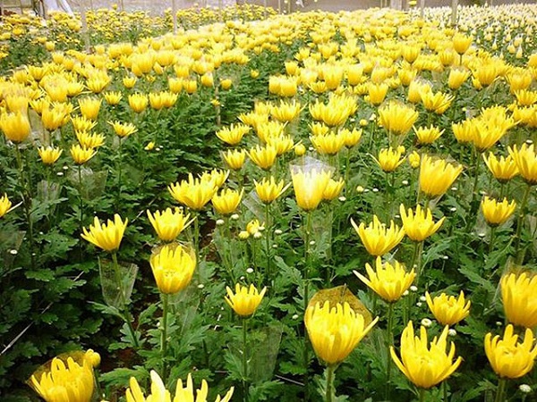 Thông thường hoa cúc vàng sẽ được trồng vào vụ Đông Xuân
