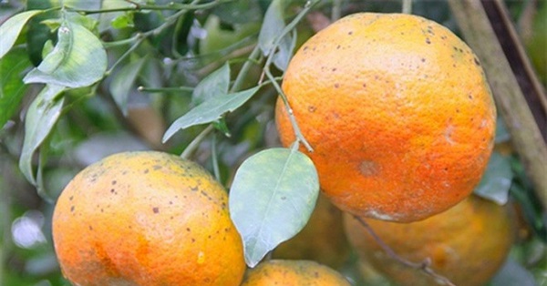 Đất trồng cây cam bù Hương Sơn cần được làm luống để tăng khả năng thoát nước
