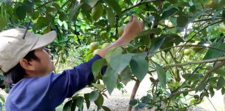 Hướng dẫn kĩ thuật trồng cam xoàn đạt hiệu quả cao
