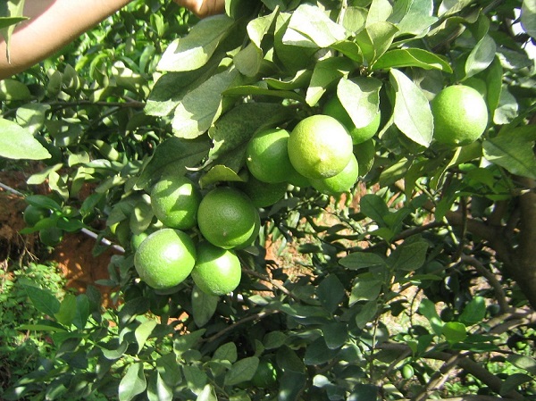Chanh là loại cây ăn quả rất dễ trồng và cho nhiều trái