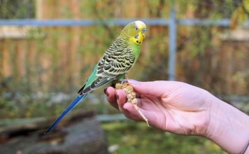 Tuyệt chiêu nuôi chim yến phụng sinh sản theo khoa học Tuyệt tiêu nuôi chim yến phụng mùa sinh sản