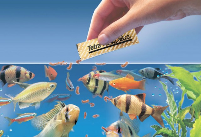 Cho cá ăn trong mô hình nuôi cá - lúa