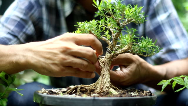 Kỹ thuật chăm sóc bonsai và tạo dáng