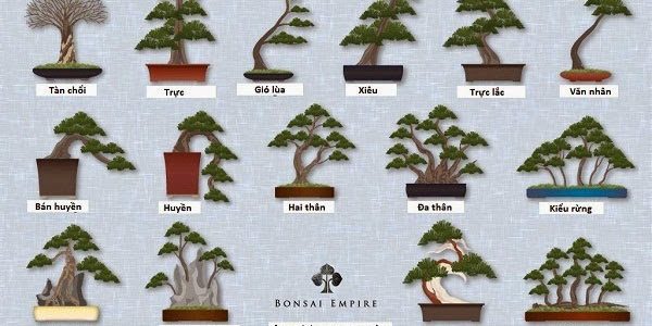 chọn chậu bonsai