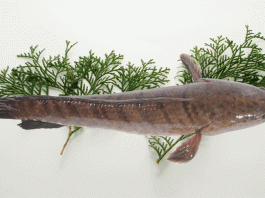 Kỹ thuật nuôi cá lóc