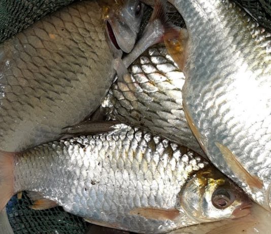 Hướng dẫn cách nuôi cá mè Vinh lớn “nhanh như thổi”