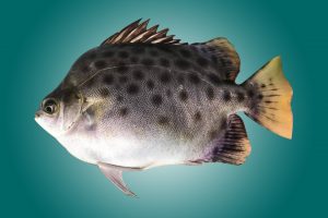 Cá nâu – danh sách các loài cá nước lợ