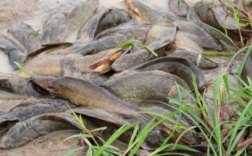 Mách bạn cách lựa chọn cá trê giống nuôi thương phẩm sao cho chuẩn Kỹ thuật nuôi cá trê