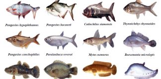Danh sách các loài cá nước lợ bà con nên nuôi