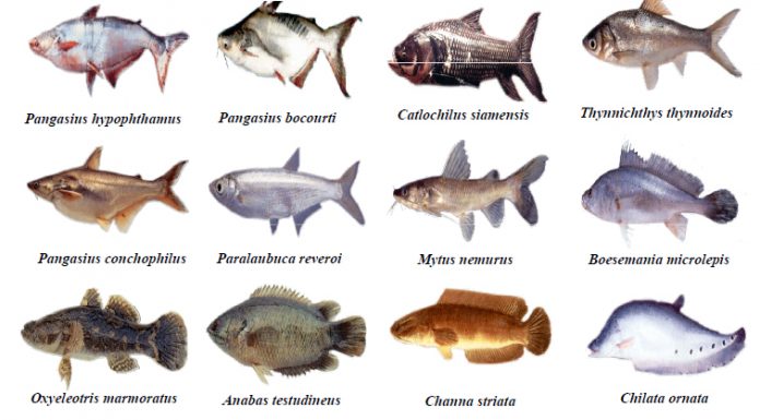 Danh sách các loài cá nước lợ bà con nên nuôi