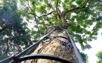 Kỹ Thuật Trồng Giống Cây Sưa Đỏ Mang Lại Năng Suất Cao