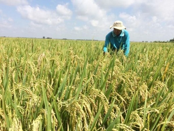 Về kỹ thuật chăm sóc thì giống lúa OM 4900 không có điểm gì quá khắc biệt với những giống lúa khác