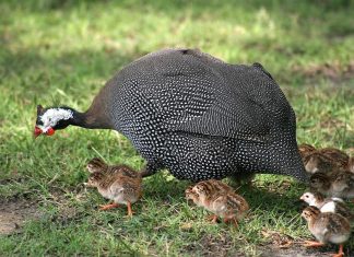 Nuôi gà tây cần những kỹ thuật gì để gà đạt chuẩn chất lượng? gà tây