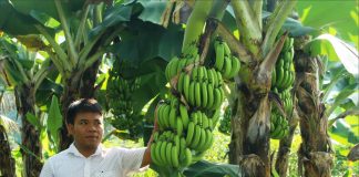 Hé lộ kỹ thuật trồng chuối lùn đạt năng suất cao
