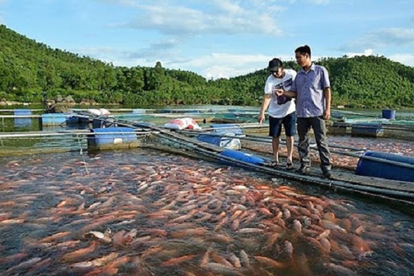 Ao nuôi cá điêu hồng nên được đặt ở những nơi gần nguồn nước ngọt