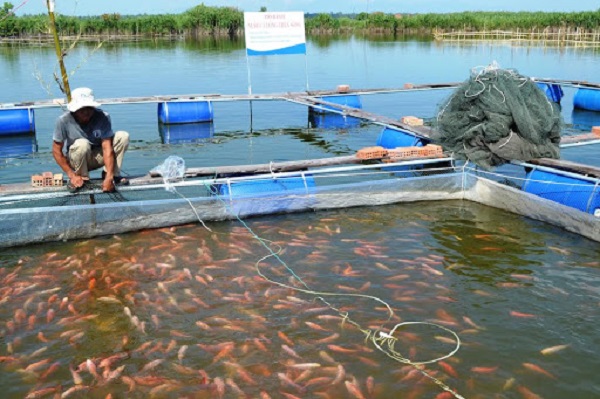 Lượng thức ăn cho cá điêu hồng phát triển qua từng giai đoạn sẽ có sự khác biệt