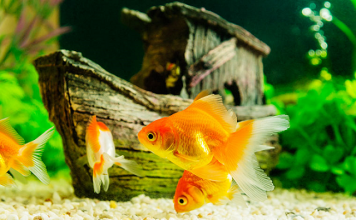 Hướng Dẫn Kỹ Thuật Nuôi Cá Vàng Khỏe Mạnh
