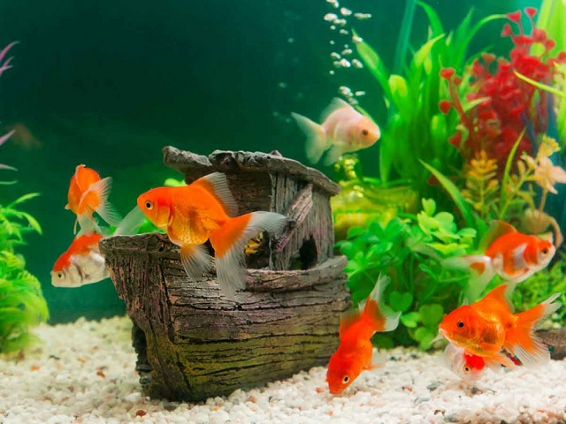 Cá vàng có thể ăn thức ăn tổng hợp, thực vật, động vật nhỏ…