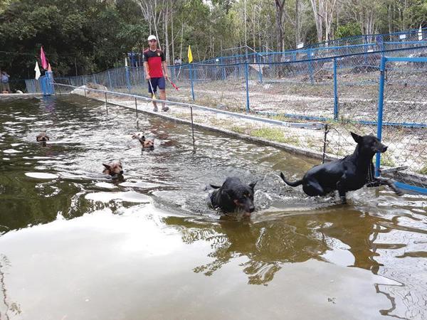 Huấn luyện chó Phú Quốc bơi lội
