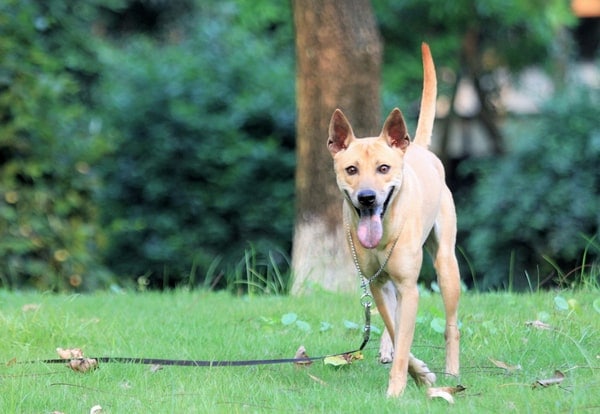 Tạo cho chó Phú Quốc một môi trường sống gần gũi với thiên nhiên