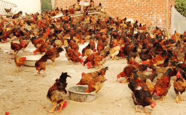 Trong chuồng gà, máng ăn và máng uống ở gần nhau để gà có thể sử dụng cùng lúc