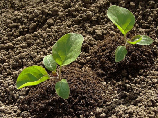 Khi trồng cây con xuống đất có nhiều điều bạn cần lưu ý