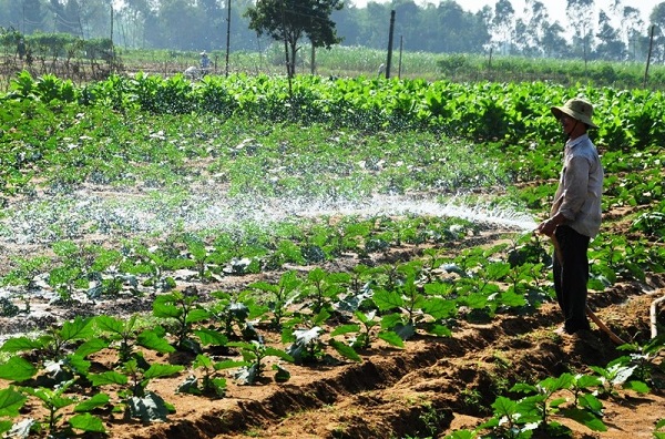 Tưới nước là điều không thể thiếu trồng quy trình chăm sóc cây cà tím