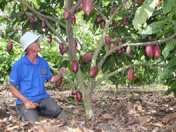 Hiệu quả của mô hình trồng ca cao xen trong vườn dừa ở Bến Tre  Vien Khoa  Hoc Ky Thuat Nong Nghiep Mien Nam