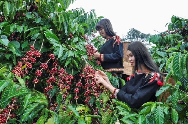 Chỉ thu hoạch cà phê khi quả trên cây chín hơn 40%