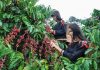 Kỹ thuật trồng cây cà phê