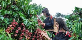 Kỹ thuật trồng cây cà phê